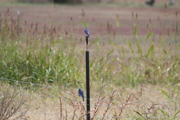 Blue Jays on a fence