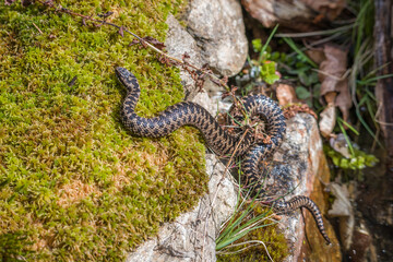 Kreuzotter Schlange auf Boden im Gras mit Laub und Blätter im Wald bei Sonnenschein im Sommer, Deutschland