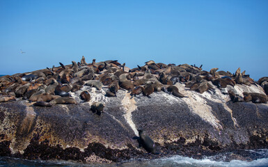 Seal island, Cape town South Africa. brown fur seals colony on Duiker Island