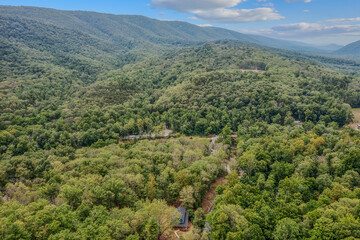 forest in the mountains