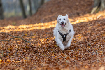 Dog is playing in the autumn forest