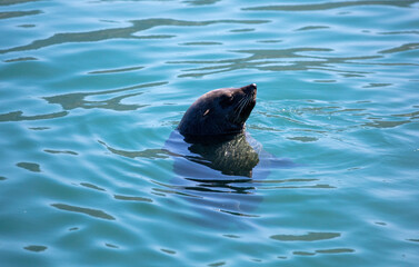 Fototapeta premium Brown fur seal or cape seal swimming in the sea, South Africa.
