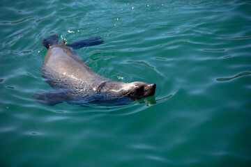 Obraz premium Brown fur seal or cape seal swimming in the sea, South Africa.