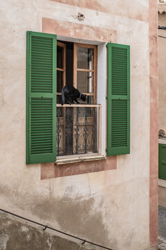 The black cat in the window with green exterior shutters.