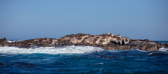 Seal island, Cape town South Africa. brown fur seals colony on Duiker Island