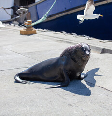 Fototapeta premium Brown fur seal or african cape seal resting at the fishing port quay South Africa.