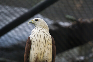 Majestic Bald Eagle (Haliastur indus) Perched Inside Aviary on Branch Displaying Its Plumage