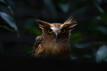 Close-Up of the Majestic Buffy Fish Owl in Its Natural Habitat at Night