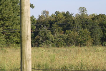 relaxing pasture view