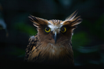 Close-Up of the Majestic Buffy Fish Owl in Its Natural Habitat at Night