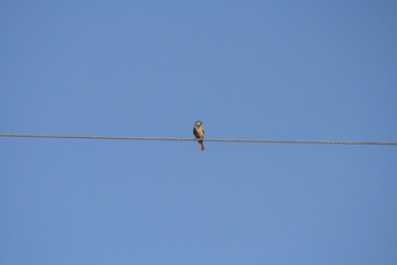 bird on a wire