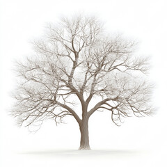 Obraz premium 3D model tree on a white background