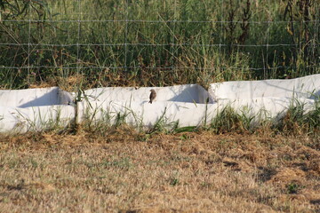 bird on a water barrel