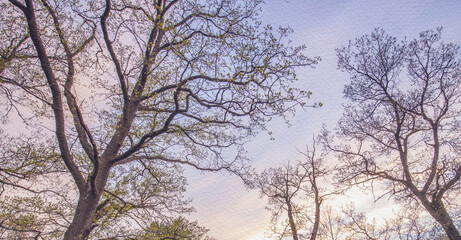 The sky is blue and the trees are bare