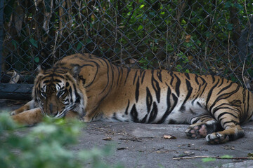 Sumatran Tiger Rests in Zoo Cage Amidst Green Leaves