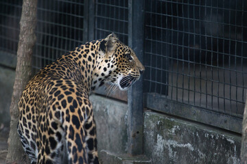Javan Leopard Behind Bars of Conservation Zoo Cage