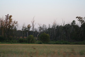 naked trees past the field