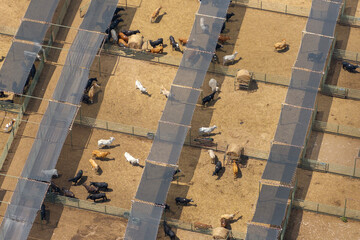 Fototapeta premium Aerial view of feed yard with meat cows. Feeding of cattle on farm feedlot