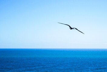 El vuelo de una gaviota sobre el horizonte del Mar Caribe.