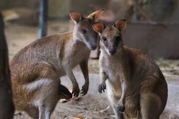 Fototapeta premium Two Curious Wallabies Standing in a Natural Habitat Setting