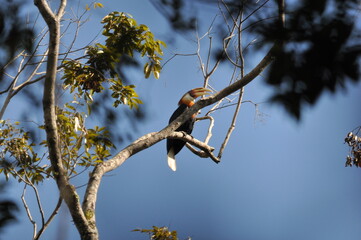 Papuan hornbills or hornbills, seen playing in the trees of tropical forests. This bird is easy to find in the Maluku Islands,