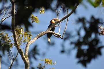 Papuan hornbills or hornbills, seen playing in the trees of tropical forests. This bird is easy to find in the Maluku Islands,