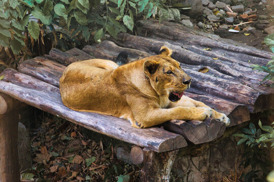 Majestic Lioness Resting on Wooden Platform in Natural Habitat