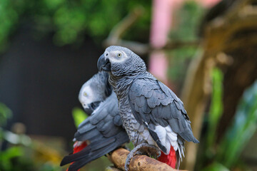 Close-Up of Two African Grey Parrots Perched on a Branch
