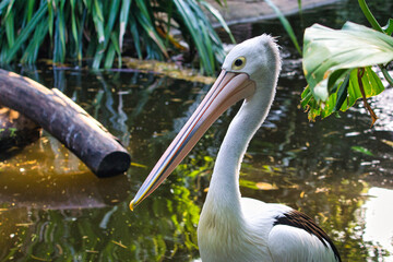 Pelican Standing Gracefully by Lush Green Pond