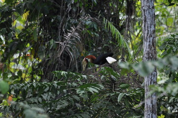 Papuan hornbills or hornbills, seen playing in the trees of tropical forests. This bird is easy to find in the Maluku Islands,