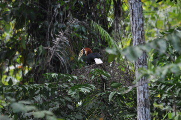 Papuan hornbills or hornbills, seen playing in the trees of tropical forests. This bird is easy to find in the Maluku Islands,