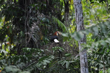 Papuan hornbills or hornbills, seen playing in the trees of tropical forests. This bird is easy to find in the Maluku Islands,