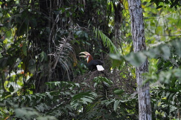 Papuan hornbills or hornbills, seen playing in the trees of tropical forests. This bird is easy to find in the Maluku Islands,