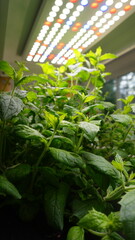 Vibrant Mint Plant Growing Indoors in Natural Light