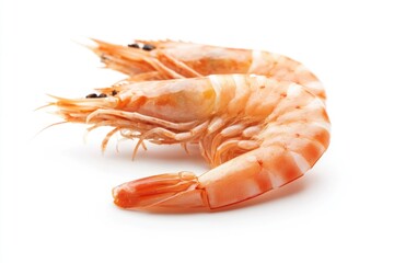 A detailed shot of a single shrimp sitting on a white background, ideal for use in food or marine-related contexts