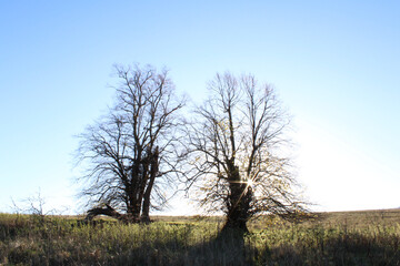 Trees in the field