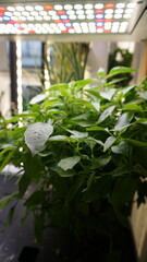 Thriving Thai Basil Plant Growing Indoors Under LED Light