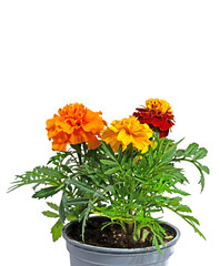 Tagetes im Blumentopf vor weißem Hintergrund