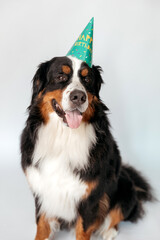 A large Bernese Mountain Dog in a festive hat sits on a white background. Celebrating their...