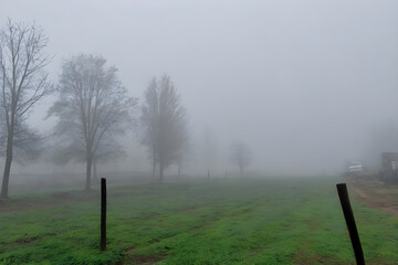 Fog covering green field and bare trees in winter