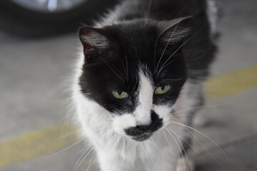 Fototapeta premium black and white alley cat portrait with parking background