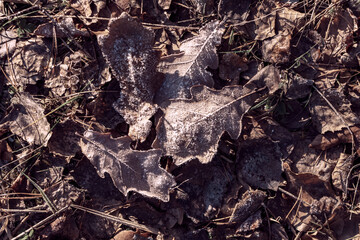 A landscape of nature shrouded in the first frost: frost-covered plants and ice patterns create a magical winter atmosphere