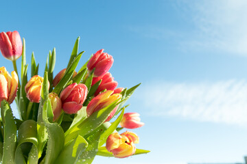 spring flowers banner-a bouquet of pink tulip flowers on a blue sky background. Congratulations on International Women's Day, March 8, birthday, mother's Day. Copy space. Mock up. Soft focus.