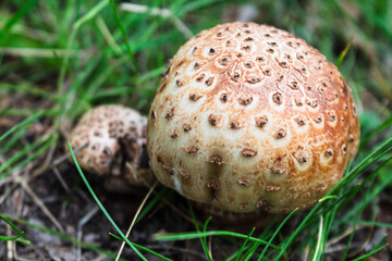 A close-up of wild mushrooms, showcasing their unique texture and vibrant colors, perfectly capturing the atmosphere of nature and harvest