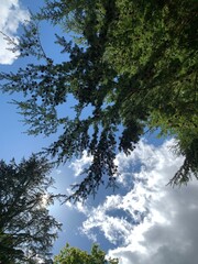  big trees in the sky