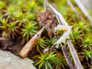 Ants working in a community demonstrate organization and diligence in finding food for the colony