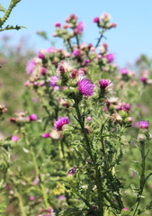 Thistle (Carduus crispus) growing in nature