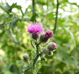 Thistle (Carduus crispus) growing in nature