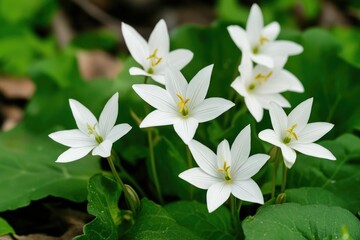 Obraz premium A close-up shot of a cluster of white flowers with lush green leaves