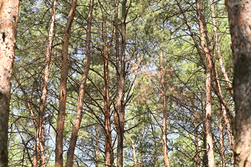 a forest with tall pines.